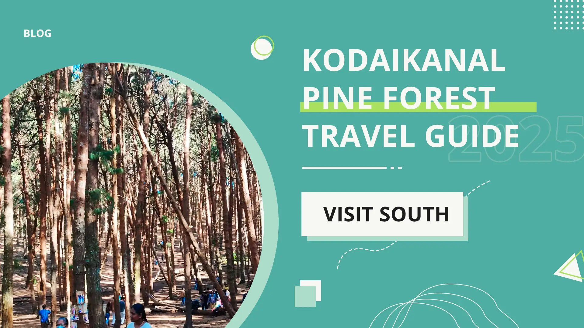 Soft morning light in Kodaikanal Pine Forest